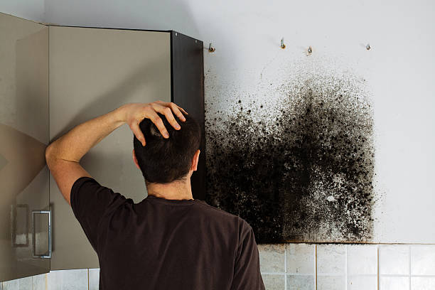 Best White Mold Remediation in Columbus, KS